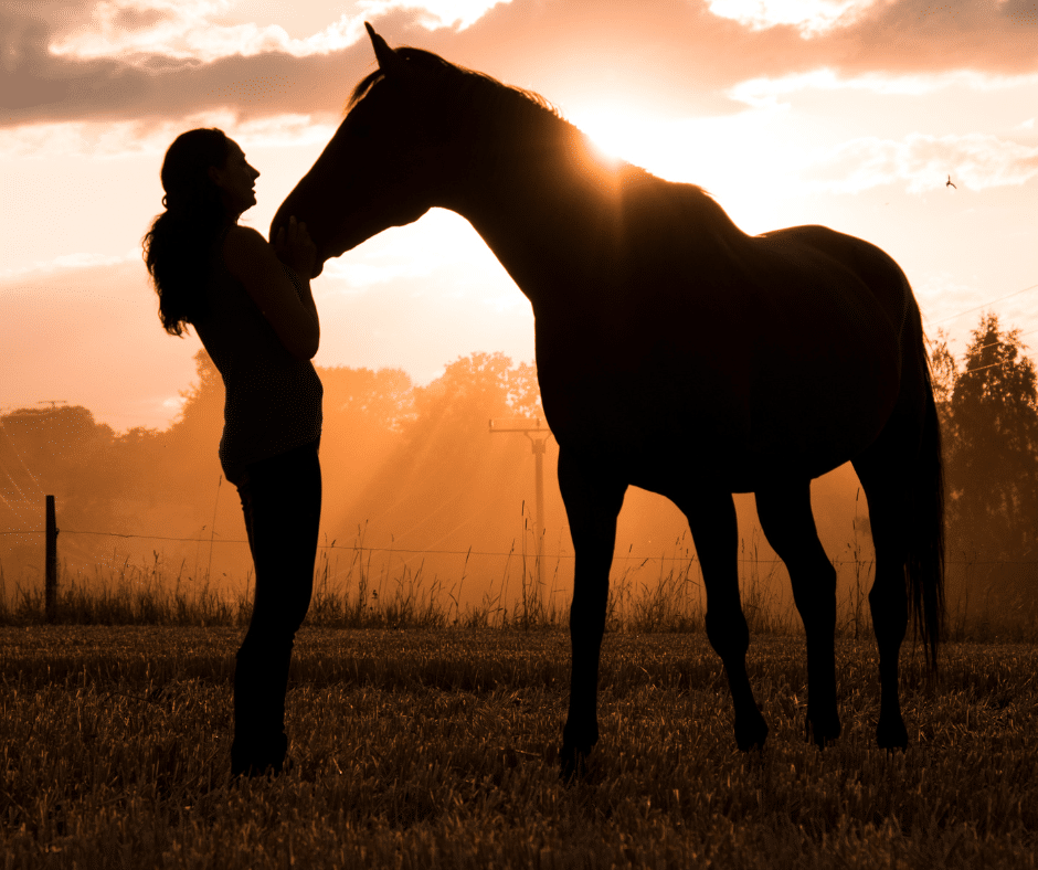 Bien être cheval